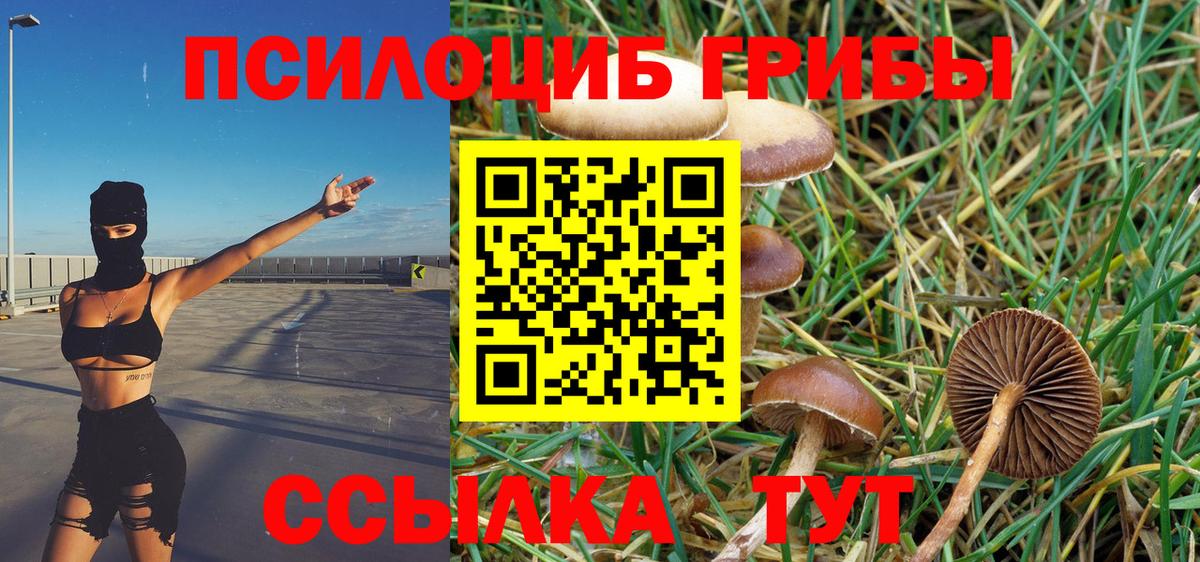 Галлюциногенные грибы Psilocybine cubensis Курчалой